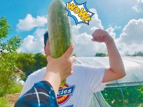 网红最火吃瓜,揭秘娱乐圈最新热点事件